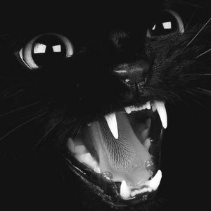 Meet your Posher, Soir